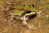 Arizona Treefrog