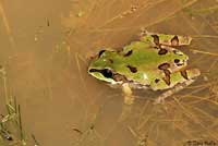 Arizona Treefrog