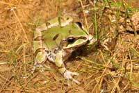 Arizona Treefrog