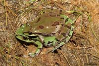 Arizona Treefrog