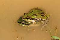 Arizona Treefrog