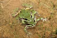 Arizona Treefrog