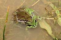 Arizona Treefrog