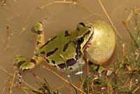 Arizona Treefrog