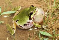 Arizona Treefrog