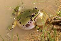 Arizona Treefrog