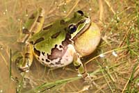 Arizona Treefrog