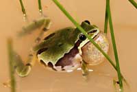 Arizona Treefrog