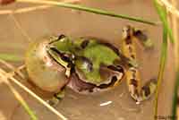 Arizona Treefrog