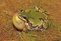 Arizona Treefrog