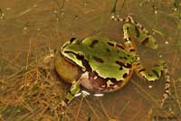 Arizona Treefrog