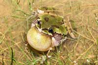 Arizona Treefrog