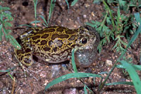 Lowland Burrowing Treefrog