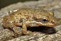 Boreal Chorus Frog