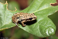 Boreal Chorus Frog