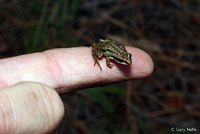 Boreal Chorus Frog