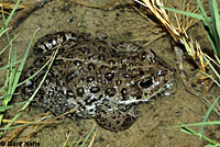 Hot Creek Toad