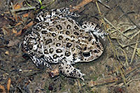 Hot Creek Toad