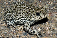 Hot Creek Toad