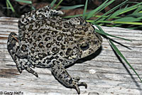 Hot Creek Toad