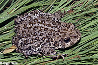 Hot Creek Toad