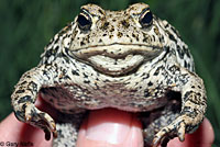 Hot Creek Toad