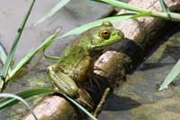 American Bullfrog