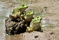 American Bullfrog