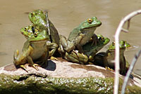 American Bullfrog