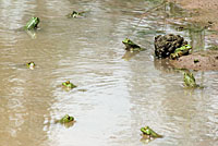 American Bullfrog