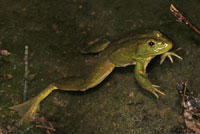 Chiriacahua Leopard Frog