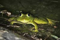 Chiriacahua Leopard Frog