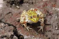 Chiriacahua Leopard Frog