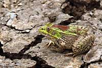 Chiriacahua Leopard Frog