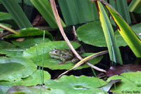 Chiriacahua Leopard Frog