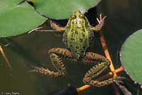 Chiriacahua Leopard Frog