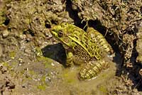 Chiriacahua Leopard Frog