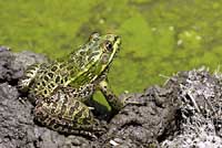 Chiriacahua Leopard Frog