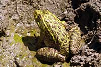 Chiriacahua Leopard Frog