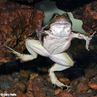 Relict Leopard Frog