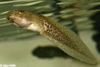 Relict Leopard Frog