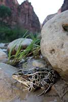 Northern Leopard Frog