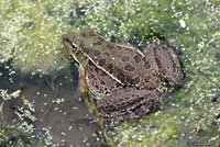 Lowland Leopard Frog