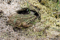 Lowland Leopard Frog