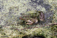 Lowland Leopard Frog