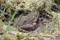 Lowland Leopard Frog