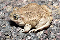 Plains Spadefoot 