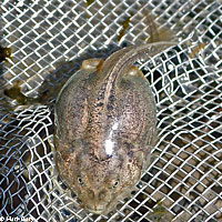 Plains Spadefoot 