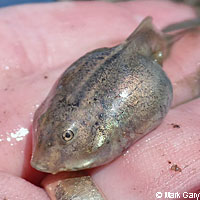 Plains Spadefoot 