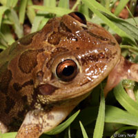 Lowland Burrowing Treefrog